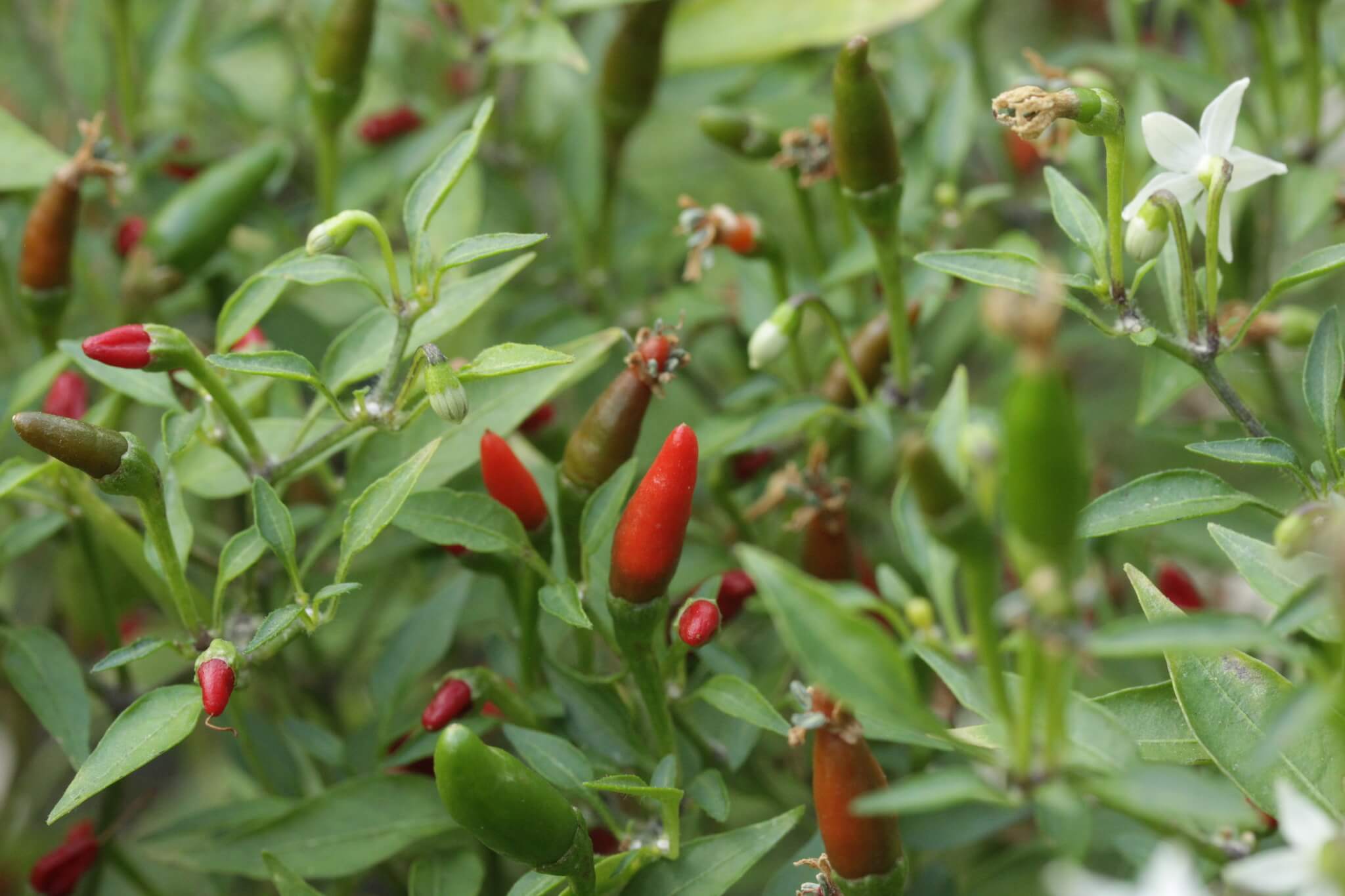 Capsicum annuum cv. 'Jalapeno'